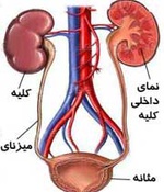 یک پژوهش بررسی کرد: تاثیر بی‌اختیاری ادراری در کیفیت زندگی زنان
