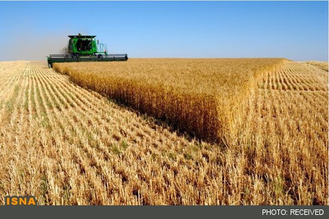 سرنوشت گندم و گندم‌کاران چه می‌شود؟