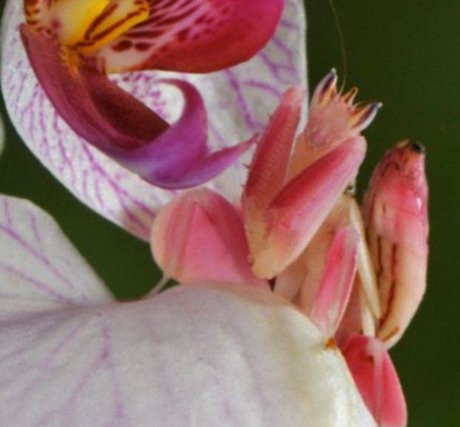 ترفند جالب «آخوندک ارکیده» برای فریب شکار و شکارچی+ تصاویر