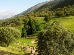 ‌جنگل‌کاری‌ها علمی نیستند