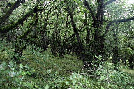 4660 میلیاردتومان خسارت بیماری زغالی بلوط درجنگلهای زاگرس/طرح تنفس 10ساله جنگل‌ها منتفی شد