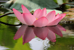 سوگ “نیلوفر” برای 50 میلیون‌ تومان