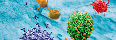 تولید آزمایشگاهی ستون‌های دانه‌بندی مغناطیسی سلول‌ها در کشور