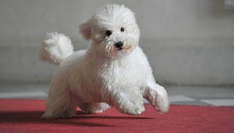 تداوم مشکلات ناشی از قلمرو نامحدود سگ‌های ولگرد در سنندج