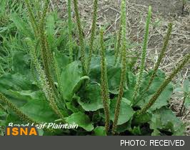 «بارهنگ» دوای سرفه‌های مزمن