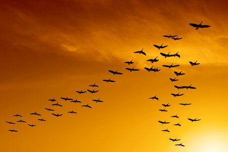 آلودگی نوری چه بلایی بر سر پرندگان مهاجر می‌آورد؟