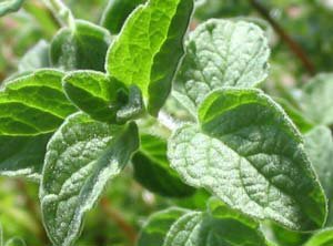 درمان التهاب معده و روده با «پونه کوهی» 