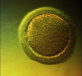 بلوغ آزمایشگاهی تخمک راهکاری برای درمان‌ ناباروری انسان در آینده 