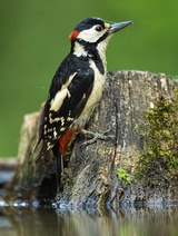 در فضاي ايميل شبيه كدام پرنده هستيد؟