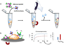 شناسايي سلول‌هاي سرطاني در خون با نانوذرات 