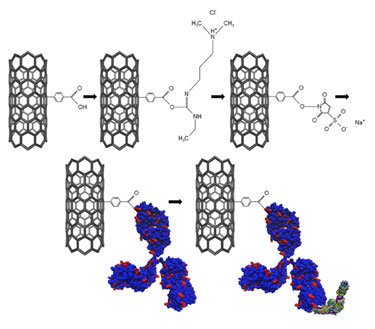 ساخت نانوحسگری برای شناسایی بیماری ناشی از نیش کنه