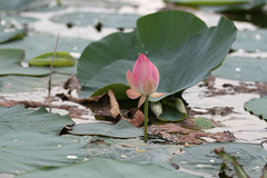 مرد سال صنعت ایران: در و دیوار گیلان مملو از ثروت است