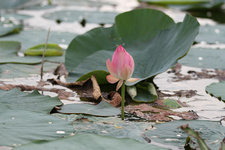 مرد سال صنعت ایران: در و دیوار گیلان مملو از ثروت است