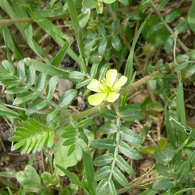 «خارخاسک» شفابخش و تقویت‌کننده