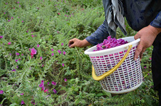 نابودی مراتع زیر پای بوته‌کَنان