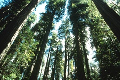 redwoods-02.jpg