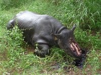 افزایش 21 درصدی کشتار کرگدن‌ها در آفریقای جنوبی