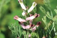 با خواص شاه‌تره آشنا شوید