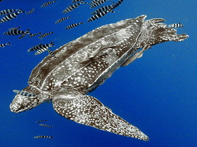 تاثیر افزایش دمای اقیانوس‌ها بر حیات لاک‌پشت‌ها