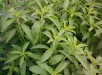 اولین برداشت گیاه استویا توسط جهاد دانشگاهی مازندران