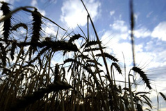 تشخیص سریع بیماری‌ مهم گندم با روش جدید پژوهشگران دانشگاهی