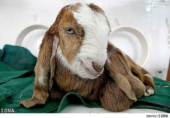 تولد بزغاله‌هاي تراريخته در پژوهشكده رويان / ايسنا