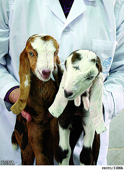 تولد بزغاله‌هاي تراريخته در پژوهشكده رويان / ايسنا