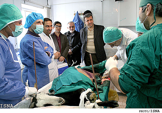 تولد بزغاله‌هاي تراريخته در پژوهشكده رويان / ايسنا