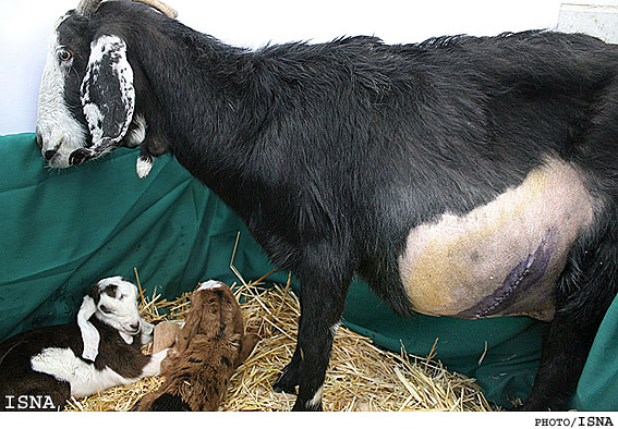 تولد بزغاله‌هاي تراريخته در پژوهشكده رويان / ايسنا