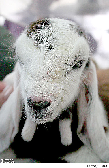 تولد بزغاله‌هاي تراريخته در پژوهشكده رويان / ايسنا