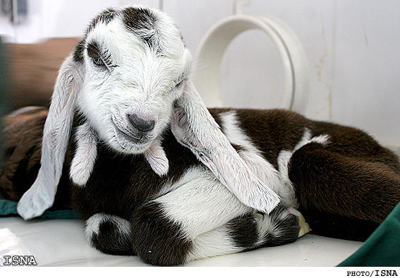 تولد بزغاله‌هاي تراريخته در پژوهشكده رويان / ايسنا