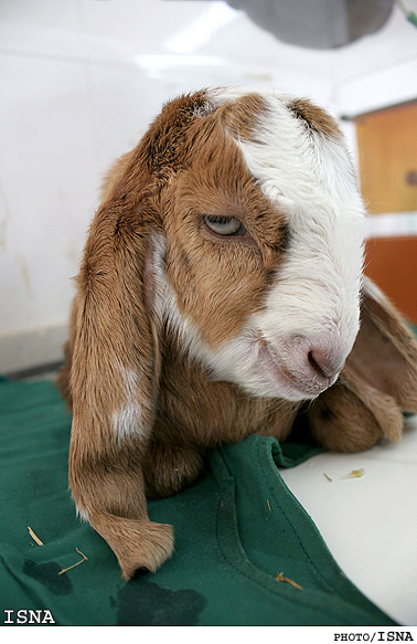 تولد بزغاله‌هاي تراريخته در پژوهشكده رويان / ايسنا