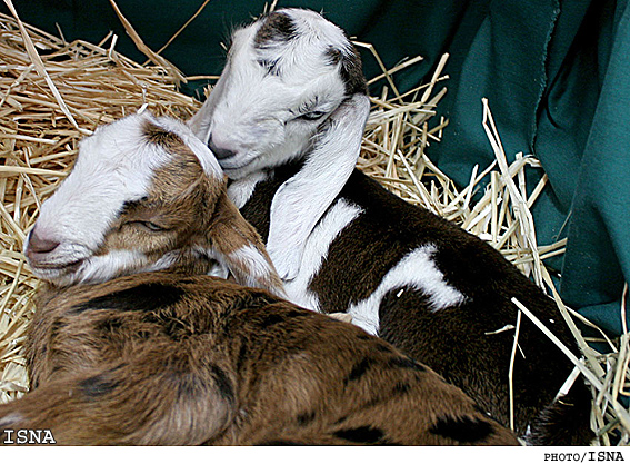 تولد بزغاله‌هاي تراريخته در پژوهشكده رويان / ايسنا