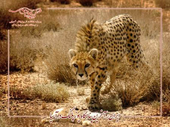 مديركل حفاظت محيط زيست سمنان در ايسنا:
استان سمنان پذيراي گونه‌هاي جهاني درمعرض تهديد و انقراض است
بدون مشاركت مردم، محيط زيست محافظت نخواهدشد