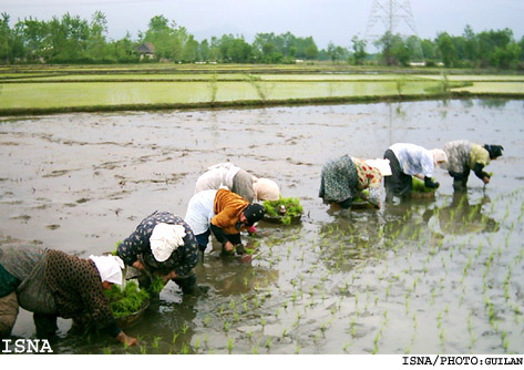 /كشاورز مي‌كارد؛ دلال درو مي‌كند/
يك كارشناس كشاورزي در گفت‌وگو با ايسنا:
كشاورز ناگزير از فروش محصول خود به دلال است