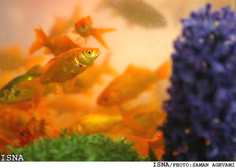 مدير انجمن نجوم مهر مشهد: 
حضور ماهي در سفره هفت سين نمادي از نقطه اعتدال بهاري در صورت فلكي حوت است