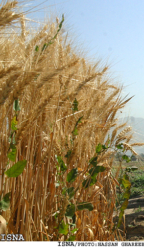 معاون وزير جهاد كشاورزي:
*روابط كشاورزي ايران با كشورهاي آمريكاي لاتين توسعه مي‌يابد
*امكان حضور شركت‌هاي خصوصي كشاورزي و دامپروري در اين كشورها فراهم است