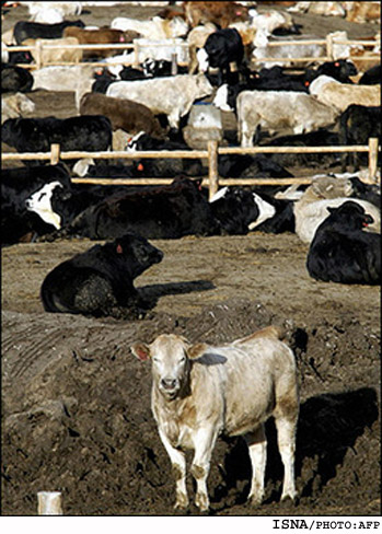 در صورت تاييد وجود بيماري جنون گاوي در آمريكا
كره‌جنوبي دوباره واردات گوشت گوساله از اين كشور را ممنوع مي‌كند