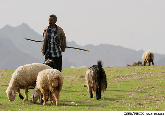 /كشاورز مي‌كارد، دلال درو مي‌كند/
متخصص علوم دامي:
واسطه‌ها در دامپروري صنعتي جولان مي‌دهند