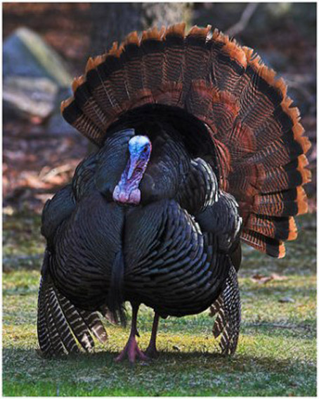 /كشاورز مي‌كارد،‌ دلال درو مي‌كند/
عضو هيات مديره تعاوني پرورش‌دهندگان بوقلمون:
مباحث واسطه‌گري و دلالي به صنعت بوقلمون نيز كشيده شده است