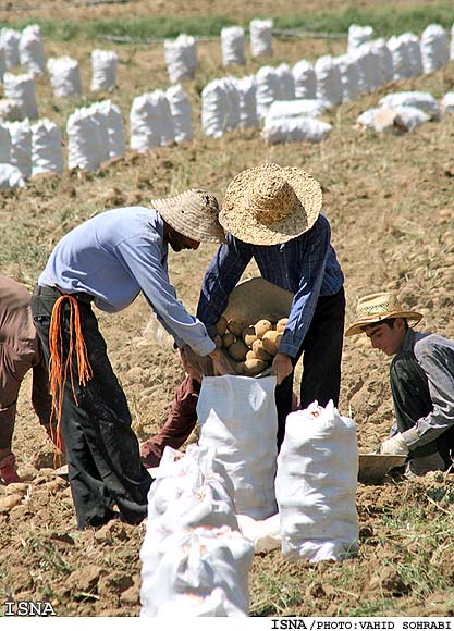 /كشاورز مي‌كارد؛ دلال درو مي‌كند/
معاون وزير جهادكشاورزي در گفت‌وگو با ايسنا:
برخورد‌هاي مافياگونه مشكلات عمده‌اي براي توليدكنندگان ايجاد كرده است