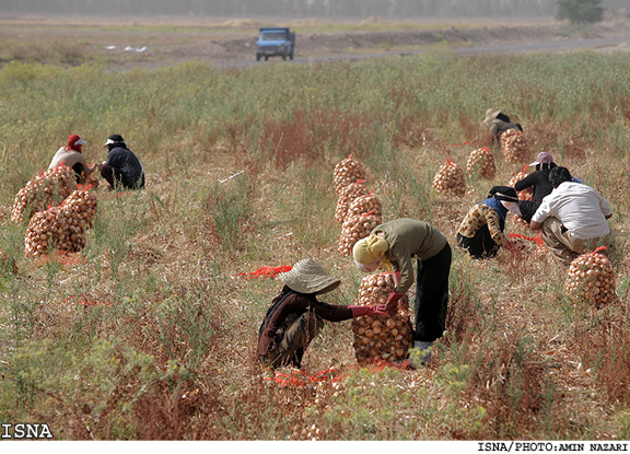 /کشاورز مي‌کارد، دلال درو مي‌کند/
يک استاد دانشگاه:
نياز مالي دليل اصلي پيش فروش محصولات از سوي كشاورزان است