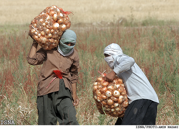 /كشاورز مي‌كارد، دلال درو مي‌كند/
عضو هيات علمي دانشگاه آزاد اسلامي زاهدان:
تعاوني‌هاي كشاورزي در ارتقاي كيفيت محصولات كشاورزي بكوشند