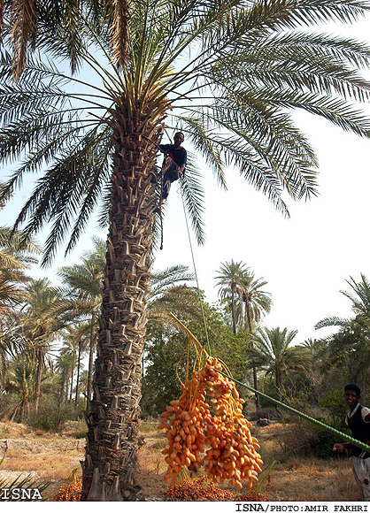 /كشاورز مي‌كارد، دلال درو مي‌كند/
رييس انجمن ملي خرماي ايران در گفت‌وگو با ايسنا:
خرما با چند هزار تومان اختلاف قيمت به دست مصرف‌كننده مي‌رسد