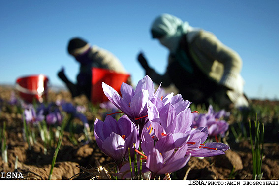 کاهش ناگهاني قيمت طلاي سرخ، سوهان روح زعفرانکاران
* دست واسطه‎ها از بازار زعفران کوتاه شود 
* کشاورزان خواستار ورود دولت براي جلوگيري از زيان بيشترند