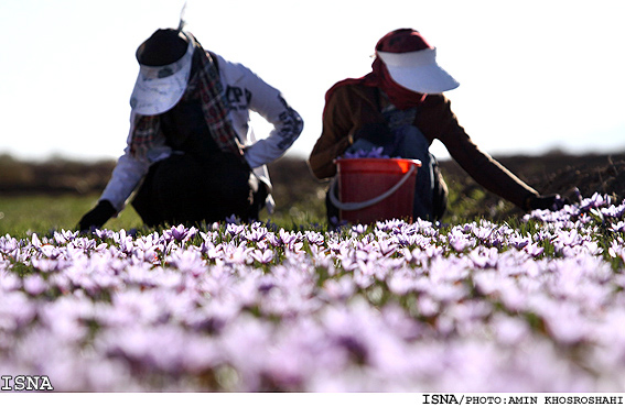 /كشاورز مي‌كارد، دلال درو مي‌كند/
نايب رييس انجمن توليدکنندگان زعفران:
جامعه ما سال‌هاست از وجود ويروس‌هاي فصلي رنج مي‌برد