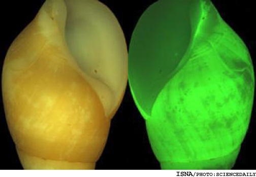 دانشمندان در جست‌وجوي راز نور خيره كننده حلزون دريايي