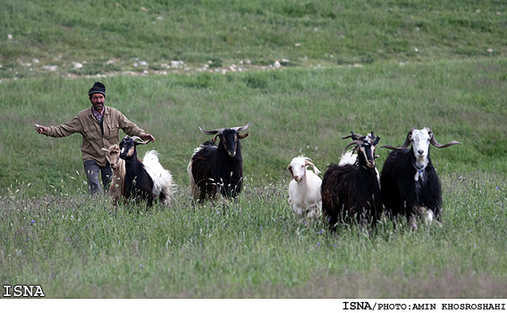 /كشاورز مي‌كارد، دلال درو مي‌كند/
رييس سازمان امور عشاير ايران:
20 درصد از واسطه‌ها به ضرر جامعه عشاير كار مي‌كنند