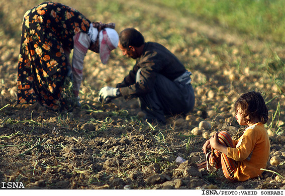سرپرست معاونت توليدات گياهي وزارت جهاد کشاورزي خبر داد:
توزيع بيش از دو ميليون و900 هزار تن کود در بين کشاورزان کشور