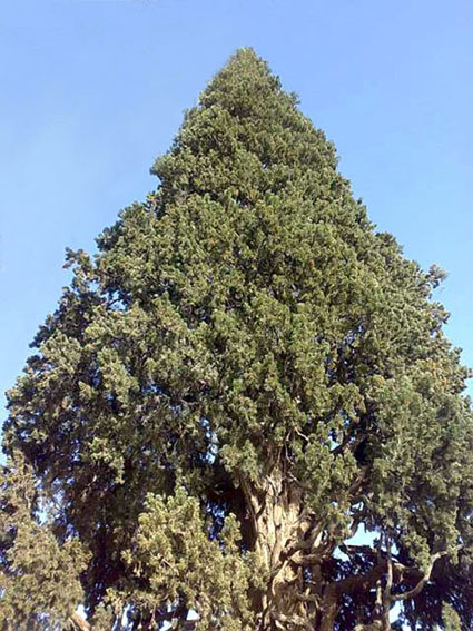 جشن تولد هزار سالگي سرو «ايراج» برگزار مي‌شود